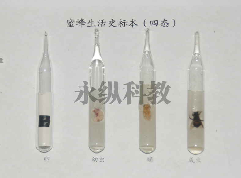 昆虫标本