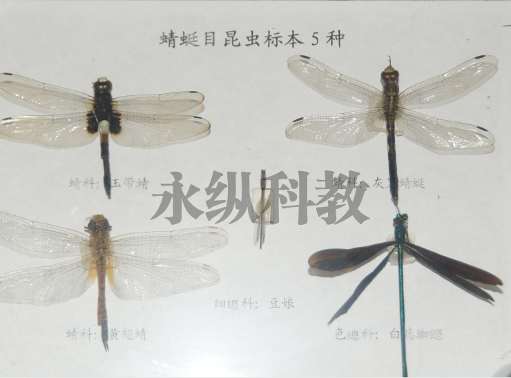 昆虫标本