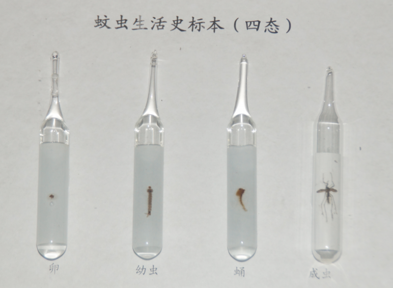 昆虫标本