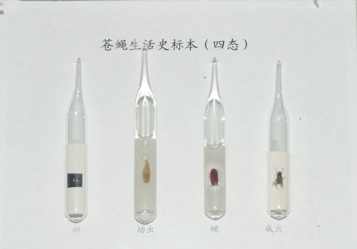 昆虫标本