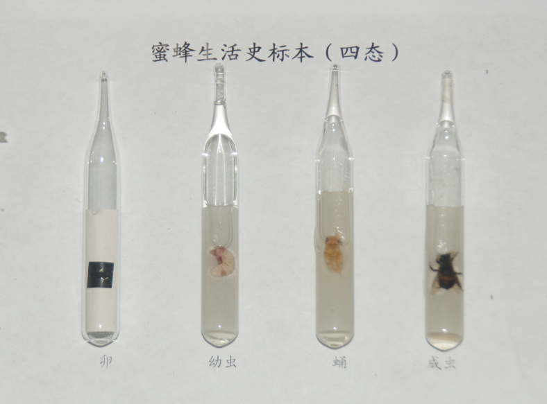 昆虫标本