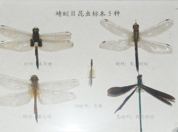 昆虫标本