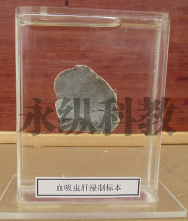 寄生虫标本