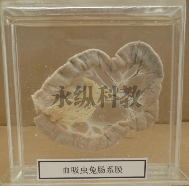 寄生虫标本