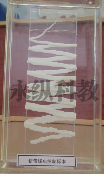 寄生虫标本