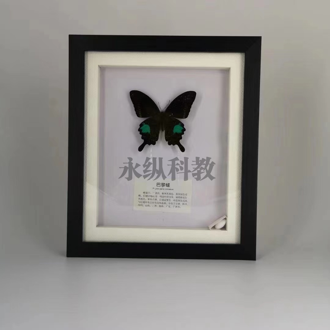 昆虫标本