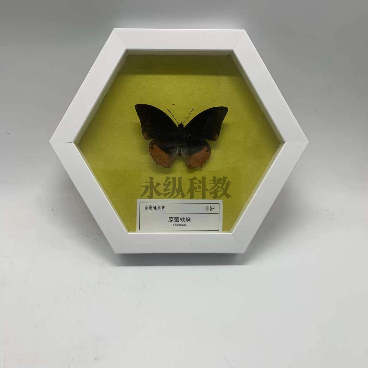 昆虫标本