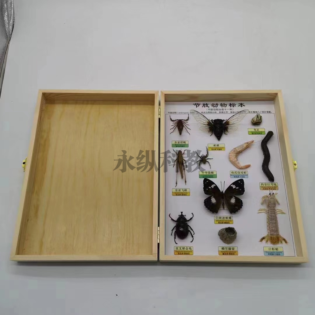 昆虫标本