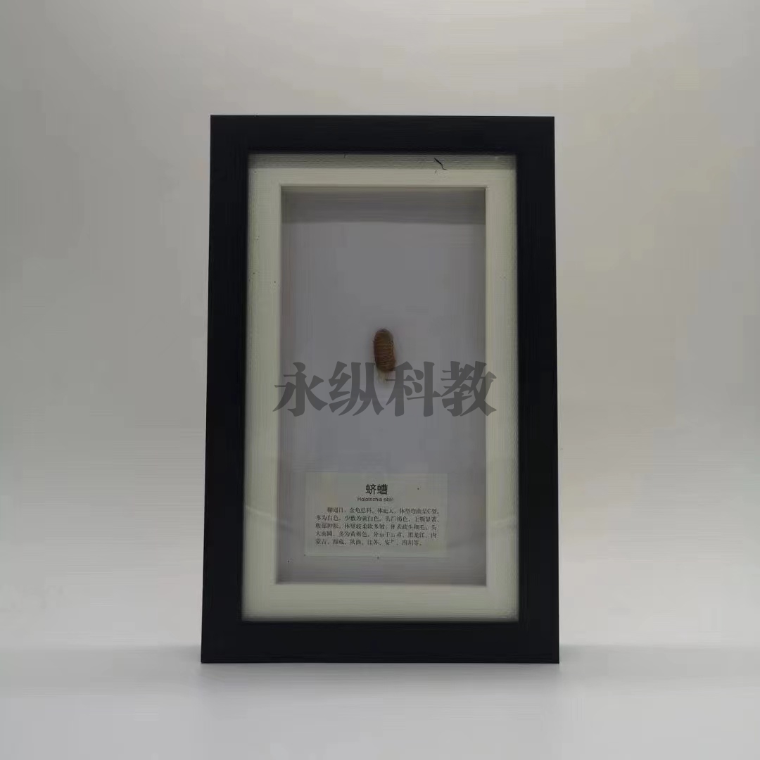 昆虫标本