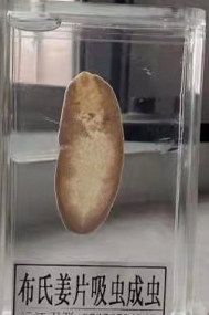 寄生虫标本