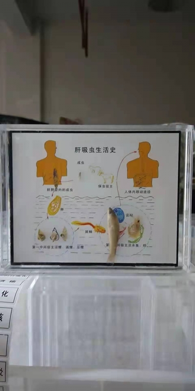 寄生虫标本