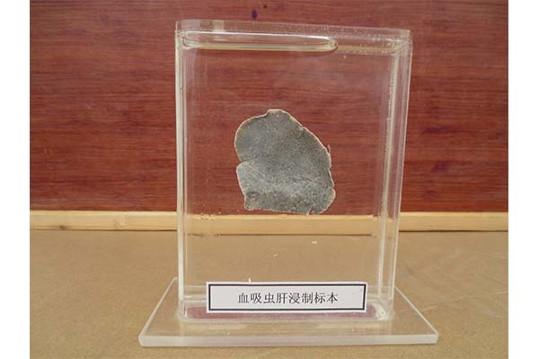沈阳定做医学病理标本批发