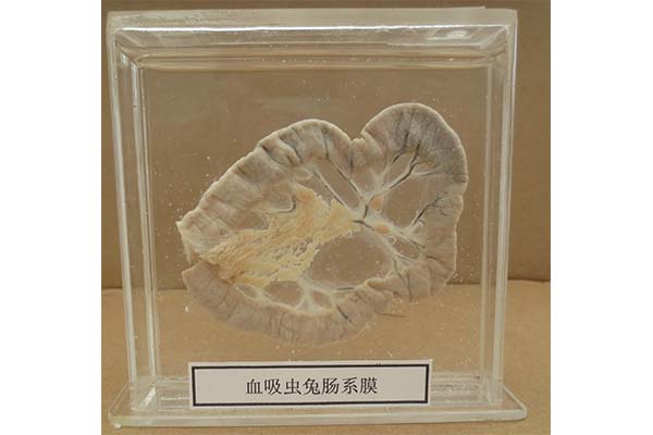沈阳制作中药标本厂家