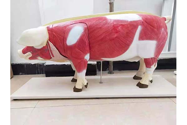 广州医学医学病理标本厂家