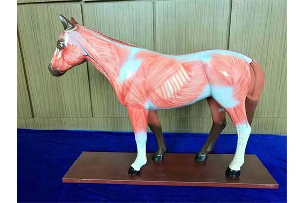 上海医学教学标本价格