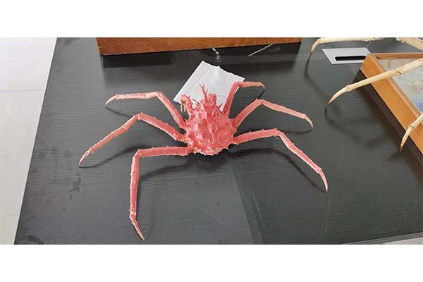 重庆医学植物标本价格