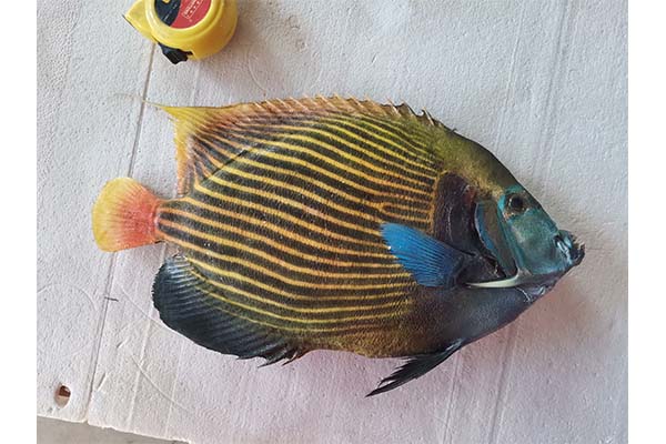 重庆医学植物标本价格