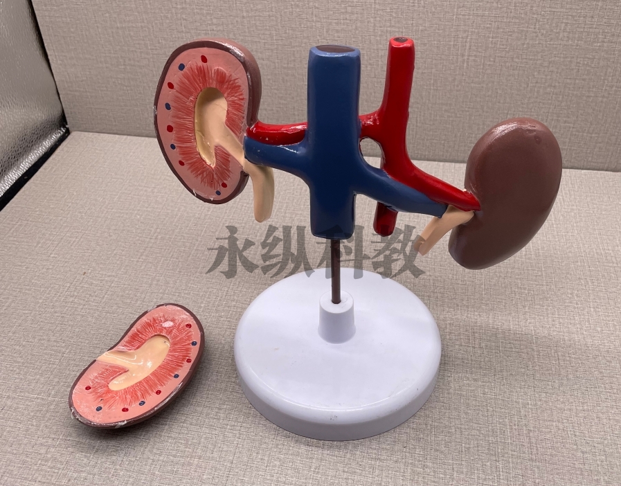 动物模型