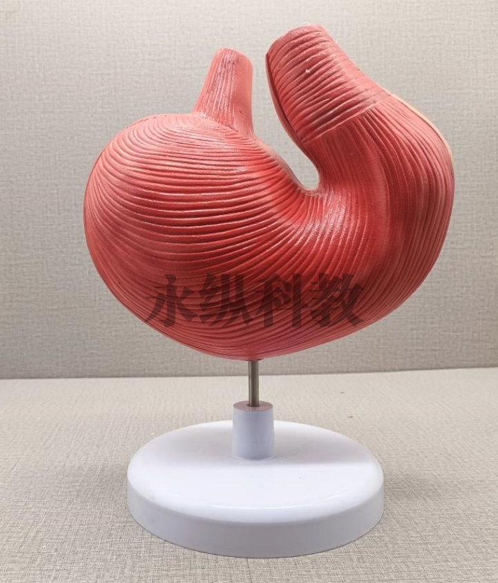 动物模型