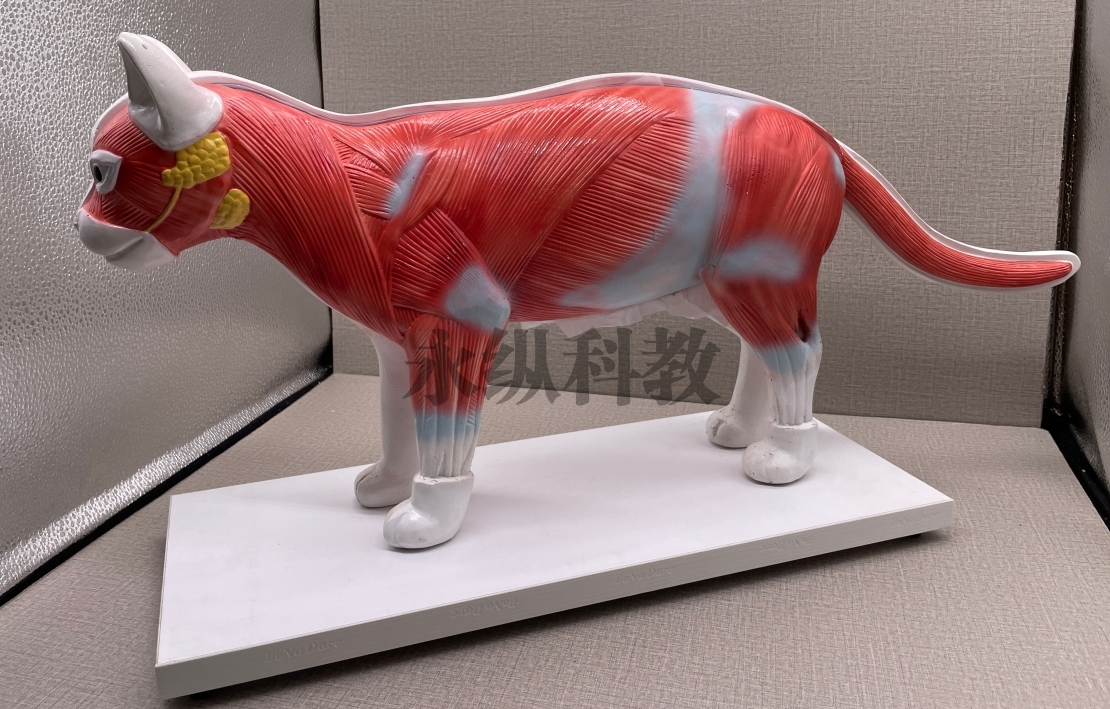 动物模型