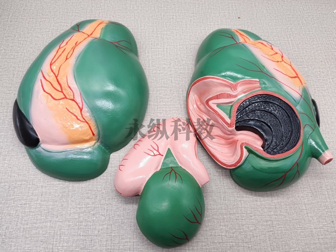 动物模型