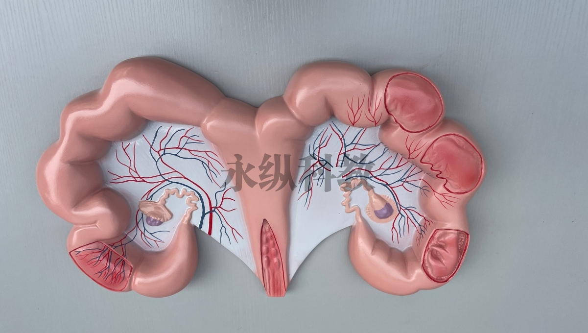 动物模型