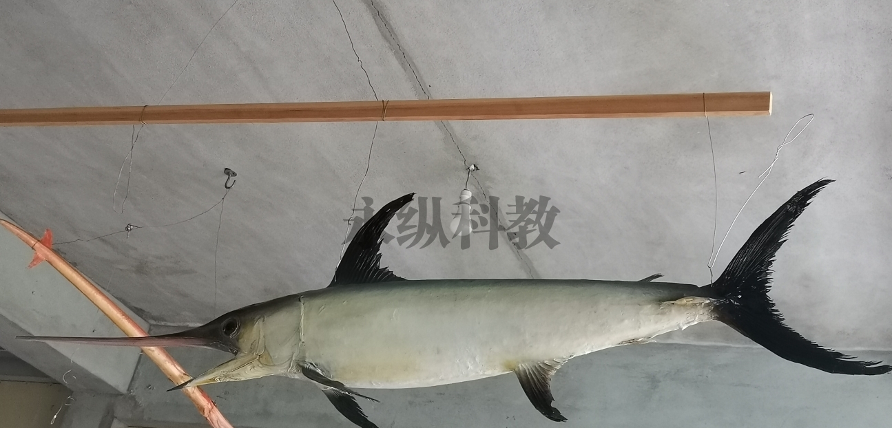 鱼类标本