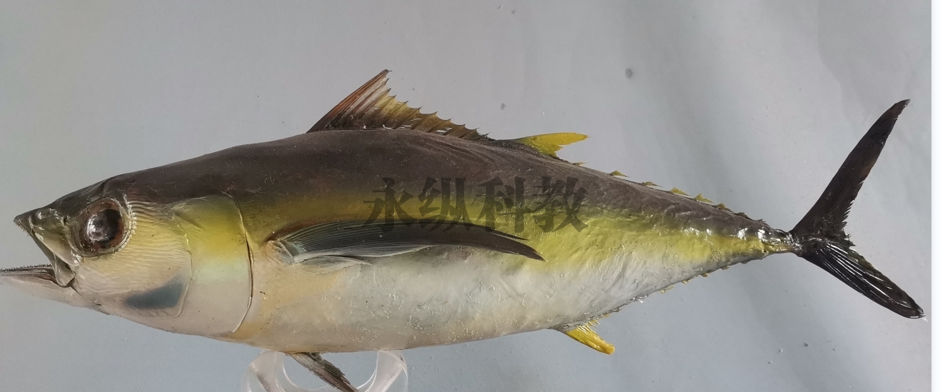鱼类标本