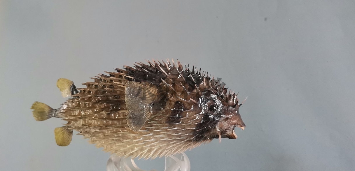 鱼类标本