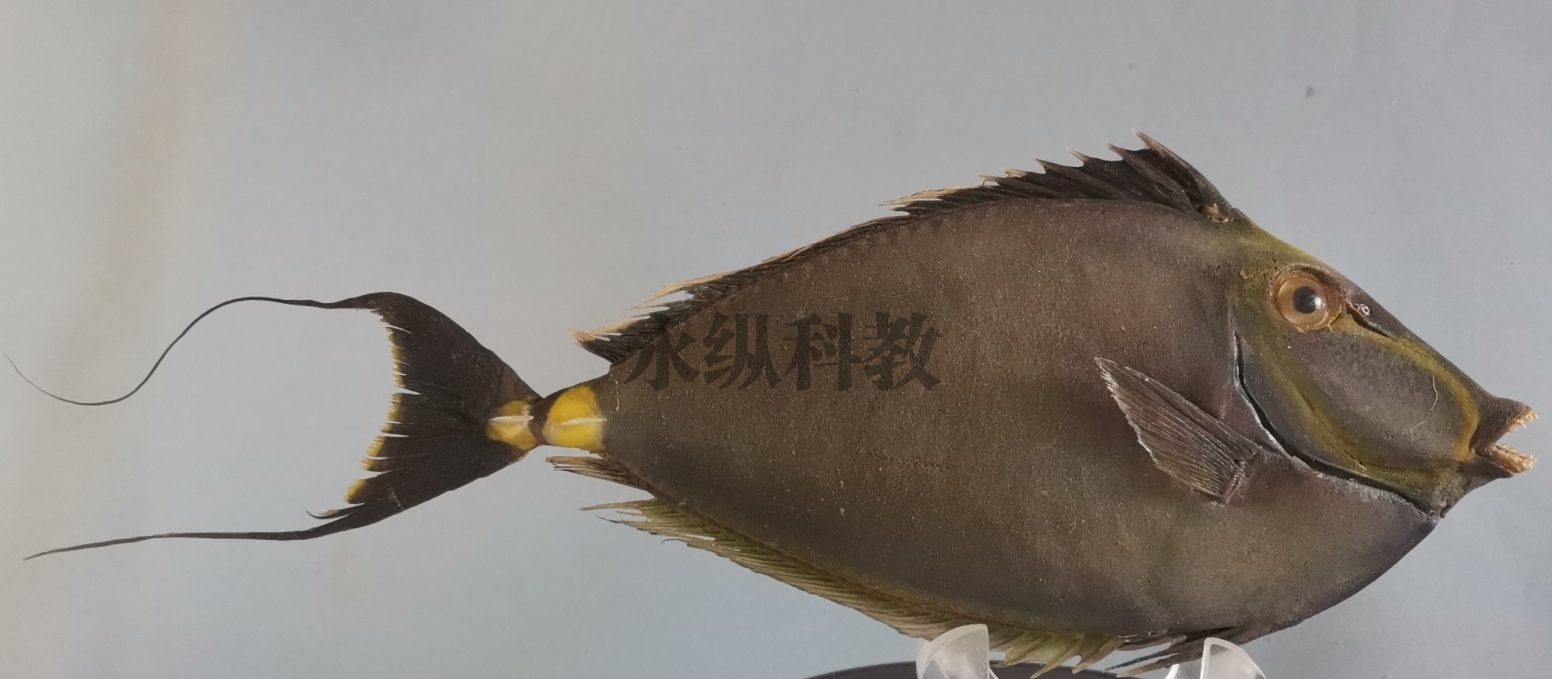 鱼类标本
