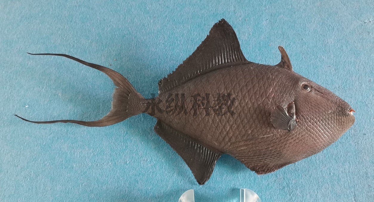 鱼类标本