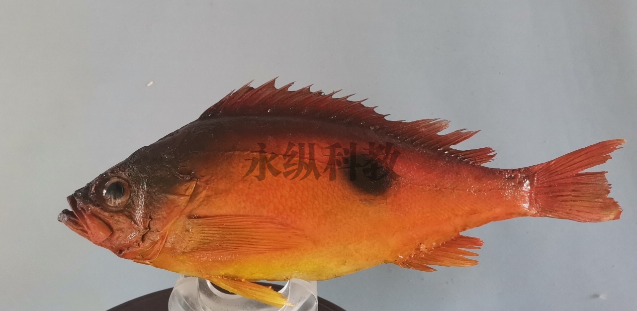鱼类标本