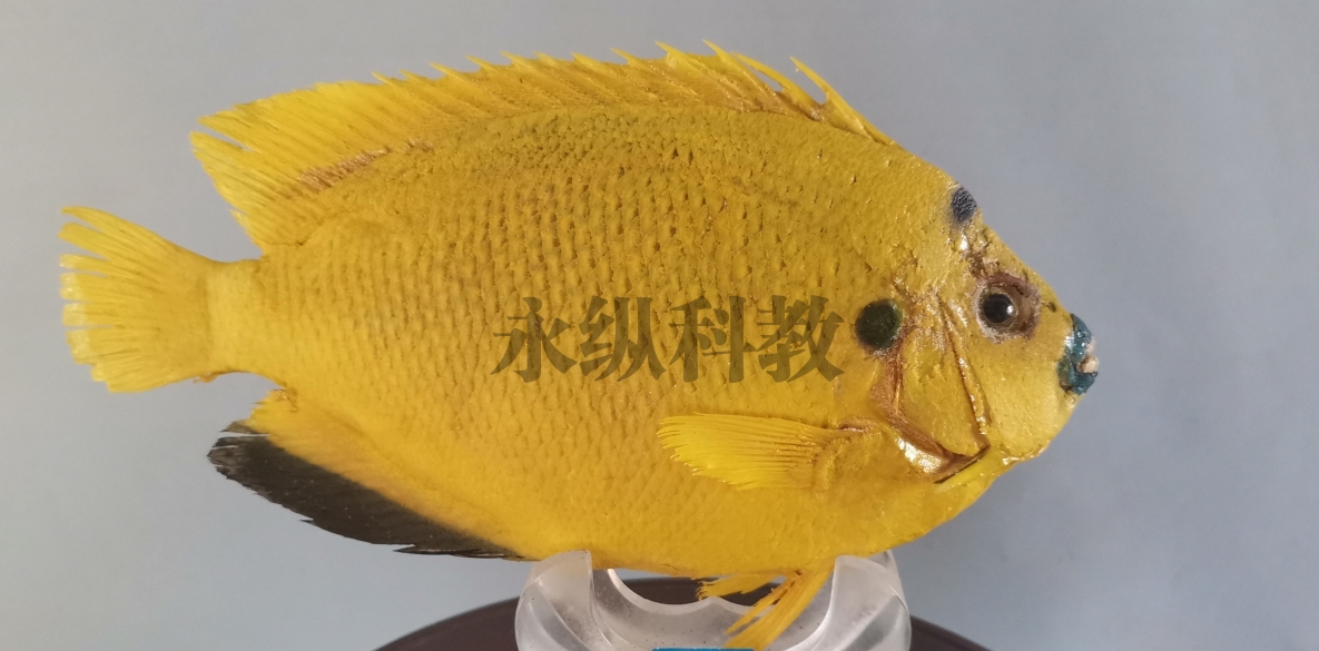 鱼类标本