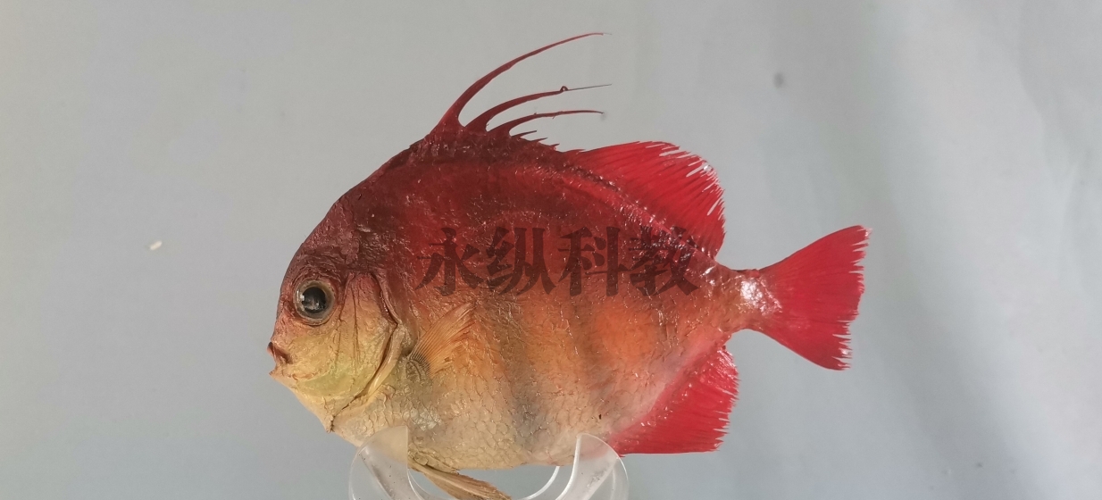 鱼类标本