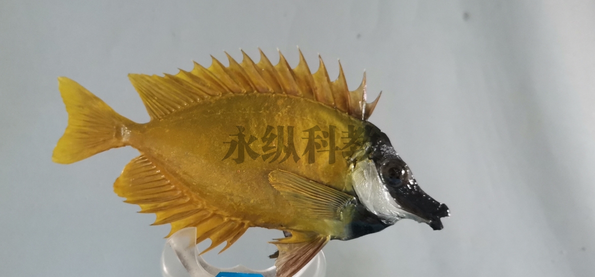 鱼类标本