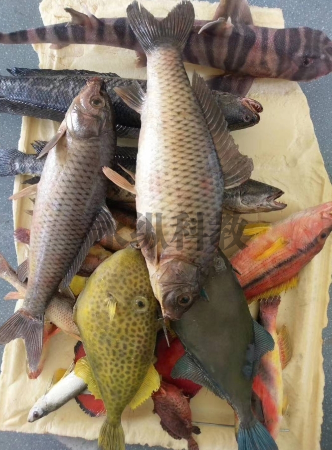 鱼类标本
