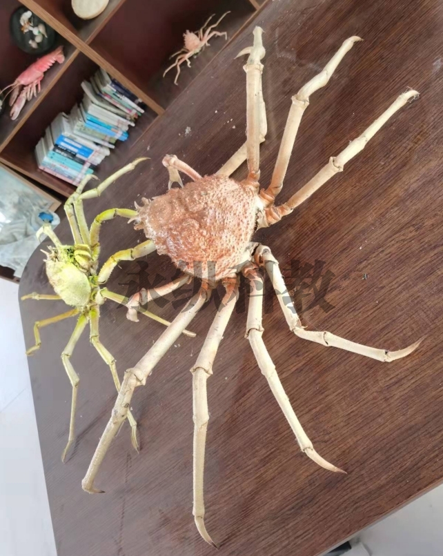 鱼类标本