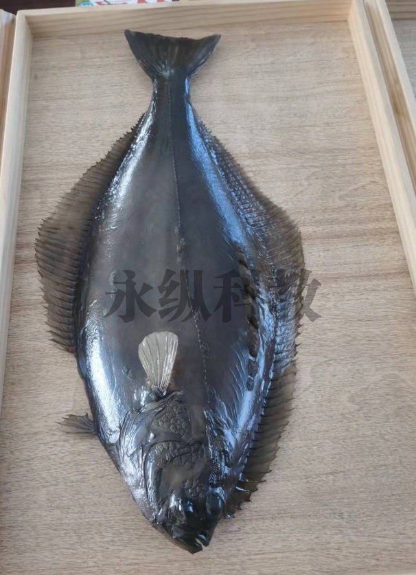鱼类标本