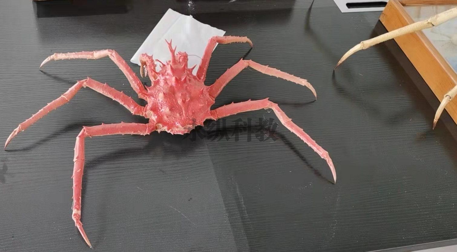 鱼类标本
