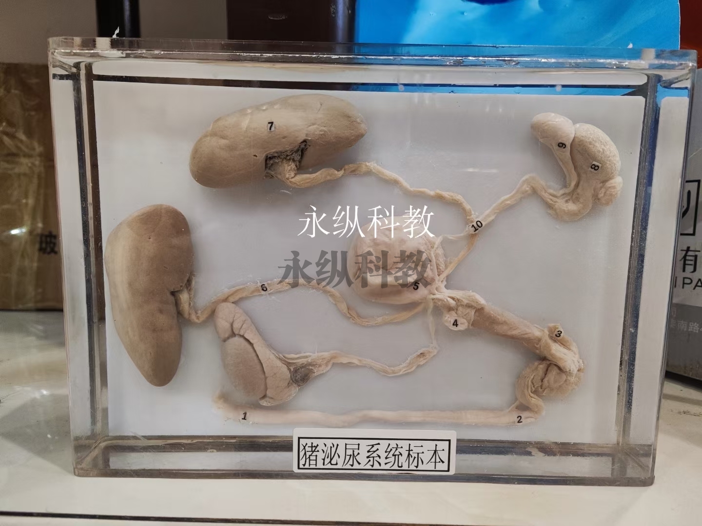 动物浸制标本