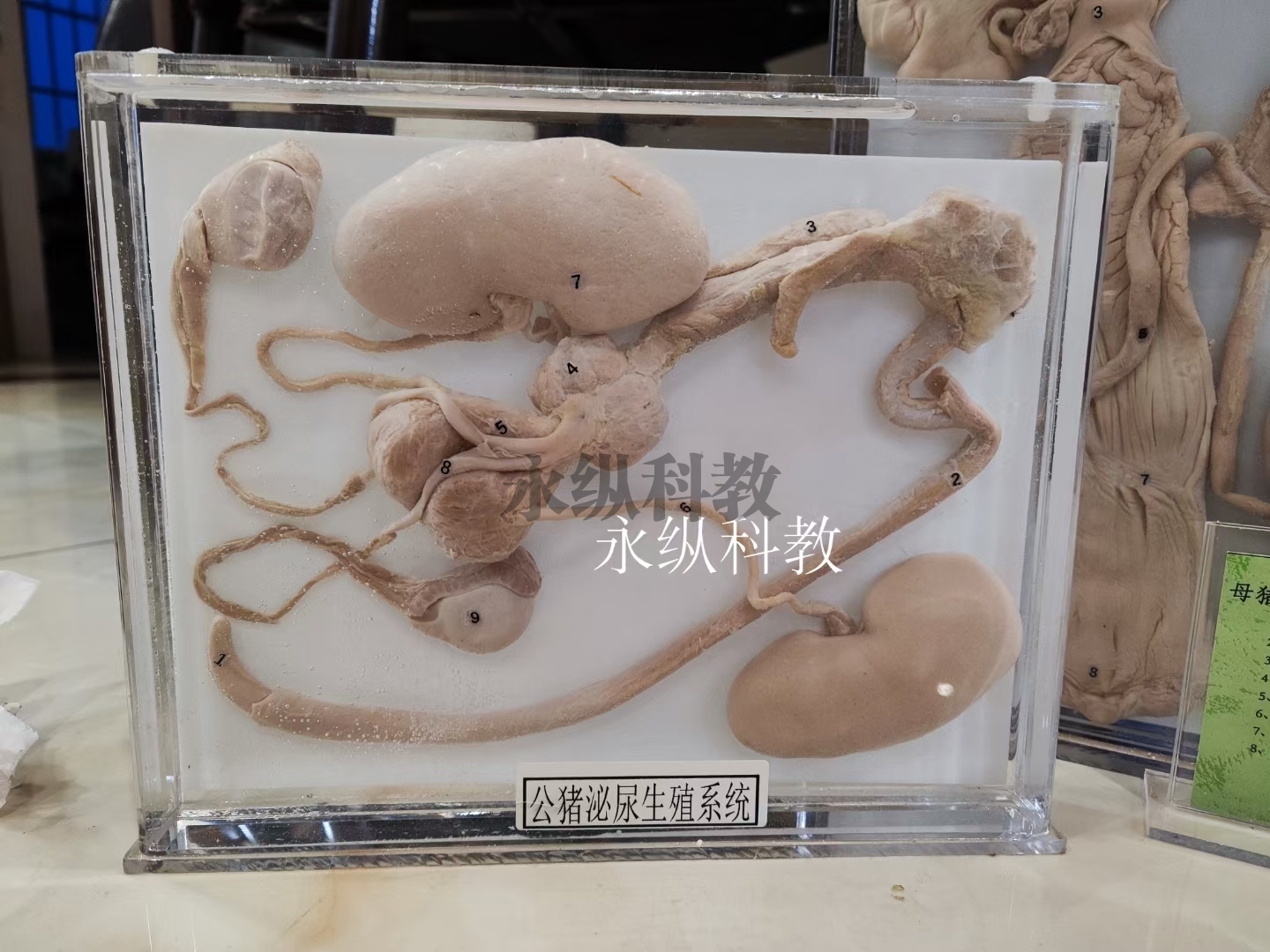 动物浸制标本