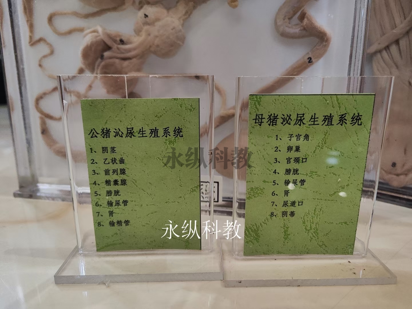 动物浸制标本