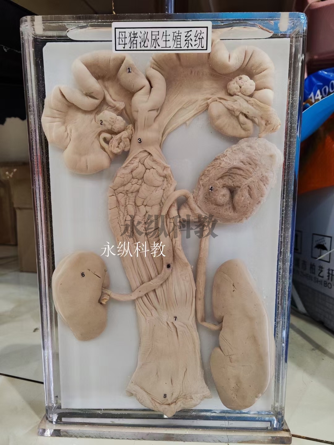 动物浸制标本