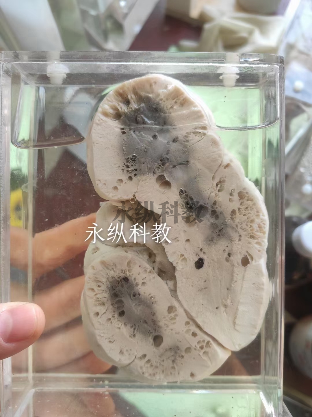 动物浸制标本