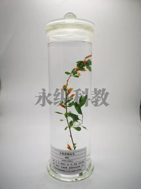 植物浸制