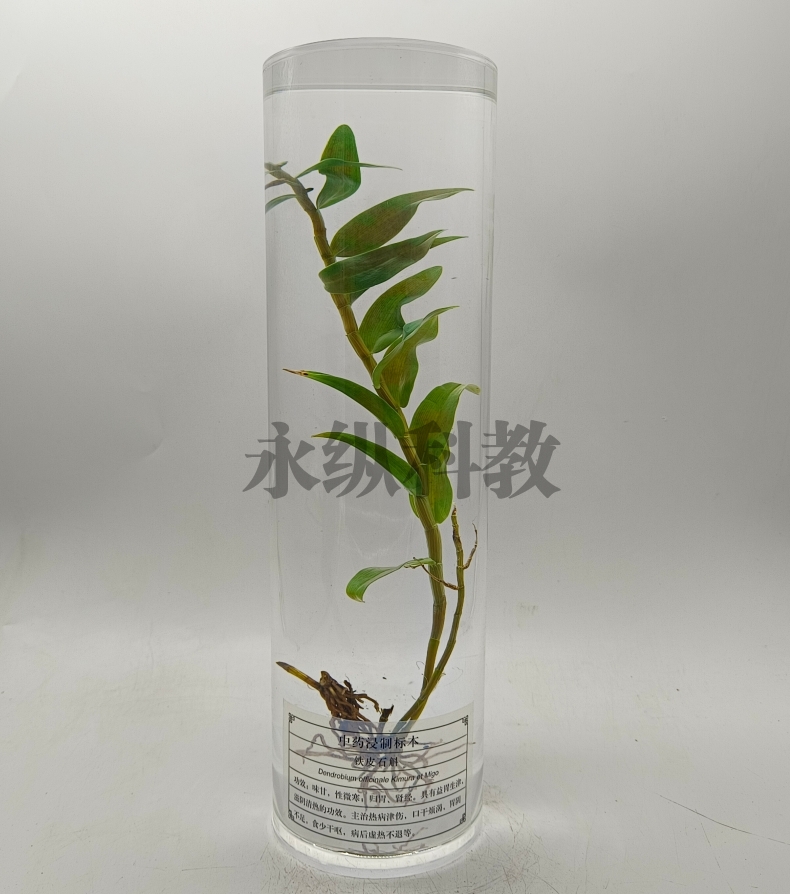 植物浸制标本