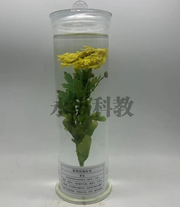 植物浸制标本