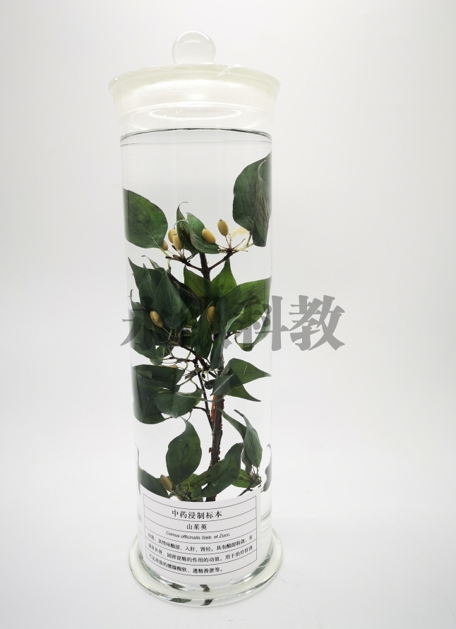 植物浸制标本