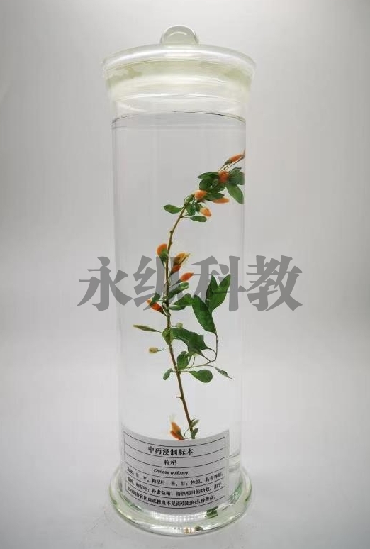 植物浸制标本