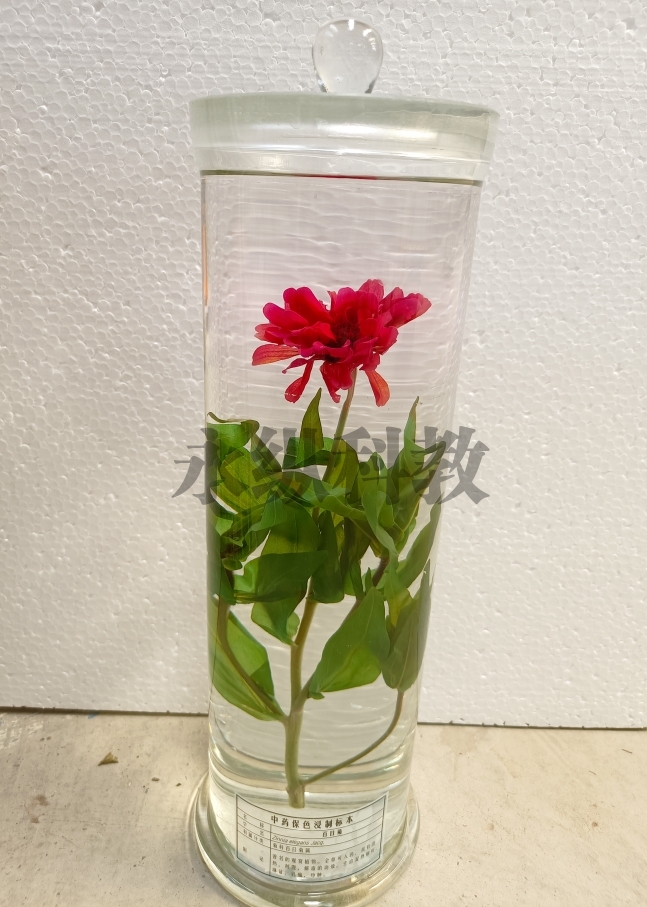 植物浸制标本